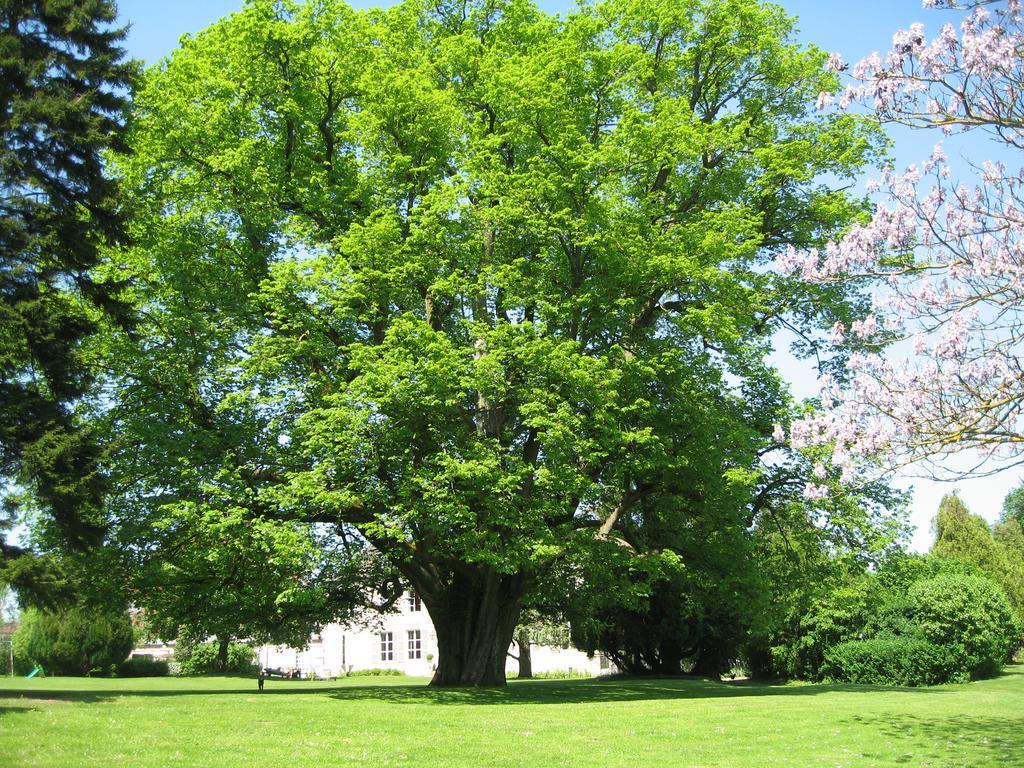 Gite De L'Abbaye D'Etrun Rum bild